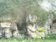 Pelapukan biologis