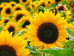 [Sunflowers%255B3%255D.jpg]