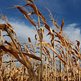 Fall Corn" - copyright David J. Thompson