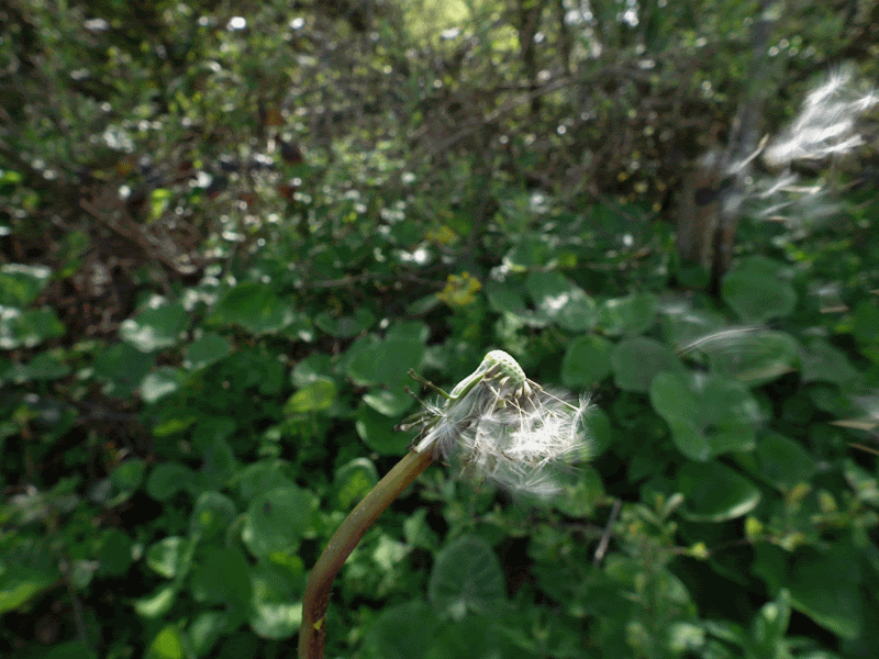 dandelion gif 1 dandelion gif 1