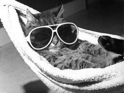 [cat-with-sunglasses-lying-in-a-hammock-r-diger-poborsky-200540%255B4%255D.jpg]