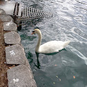 White Swan