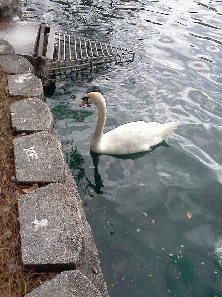Spotting Image 1
