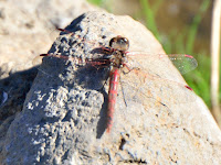 DSC_7952.jpg