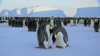 Pinguin (3).jpg Pinguin (3).jpg