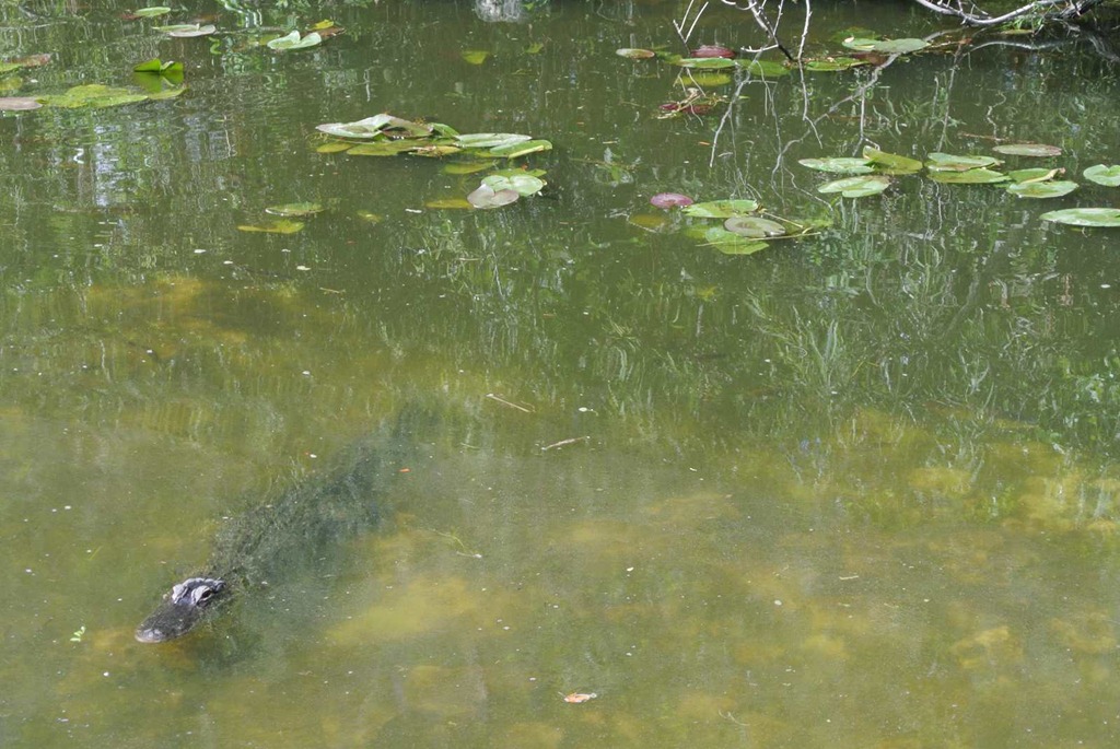 [DSC_1580%255B3%255D.jpg]