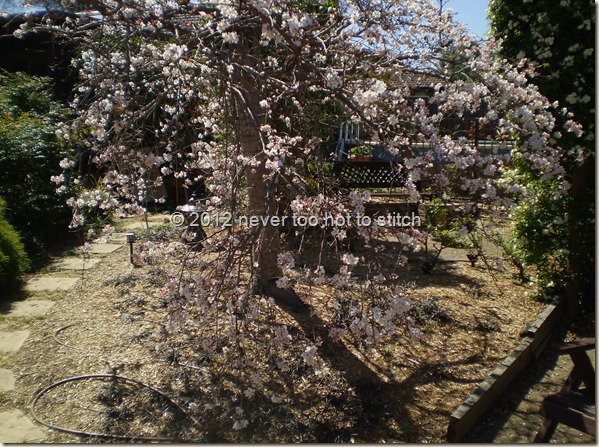 2012 floweing cherry in blossom