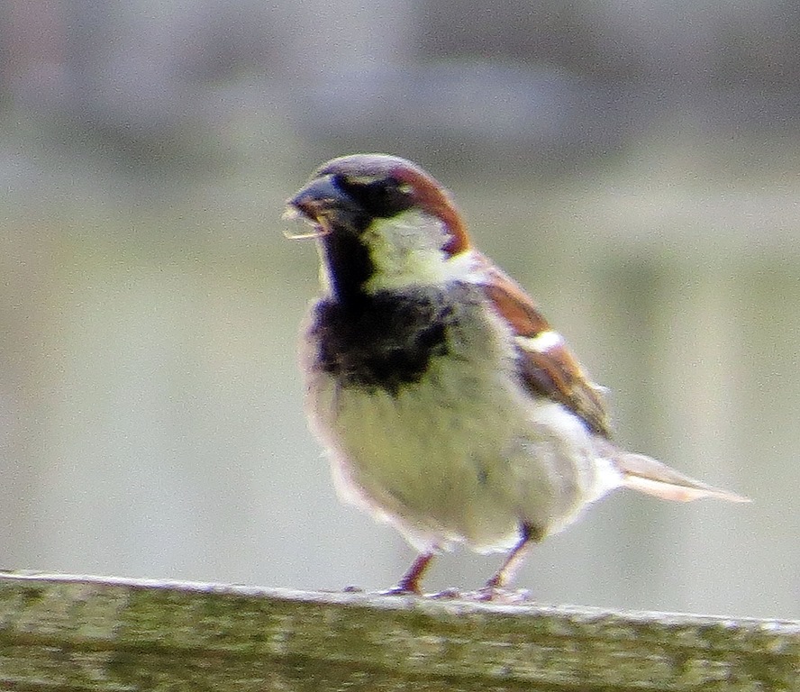 [male%2520house%2520sparrow%255B3%255D.jpg]