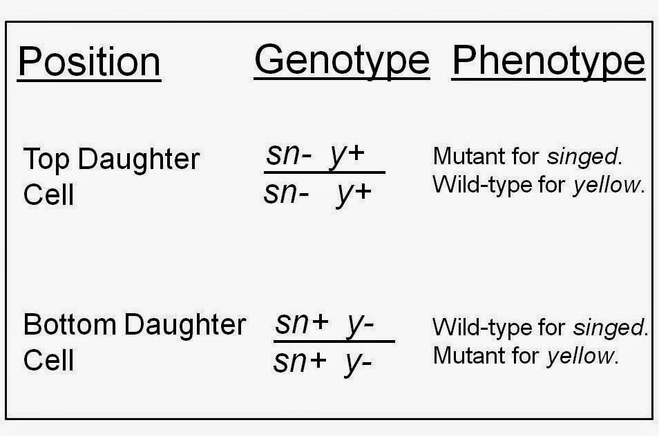 [Genotype_Phenotype%2520Chart%255B9%255D.jpg]