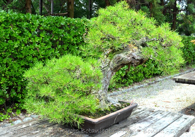 Glória Ishizaka -   Kyoto Botanical Garden 2012 - 52