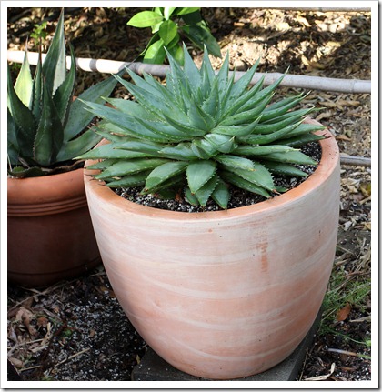 spiral aloe plants for sale spiral aloe plants for sale