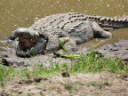 Masai Mara