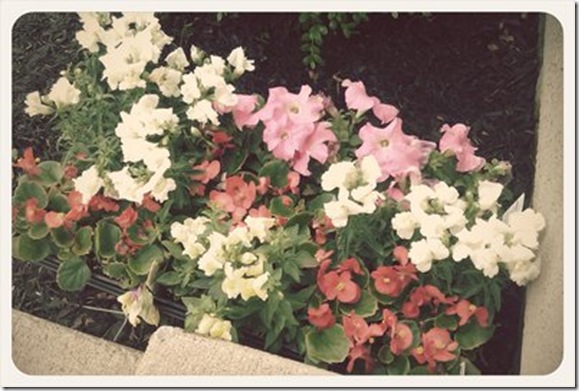 flowers