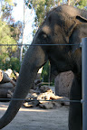 Elephant, San Diego Zoo