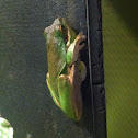 Green treefrog