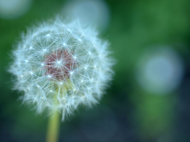 dandelion