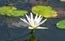 [flower-lotus-flower-65x41_thumb%255B1%255D%255B3%255D.jpg]