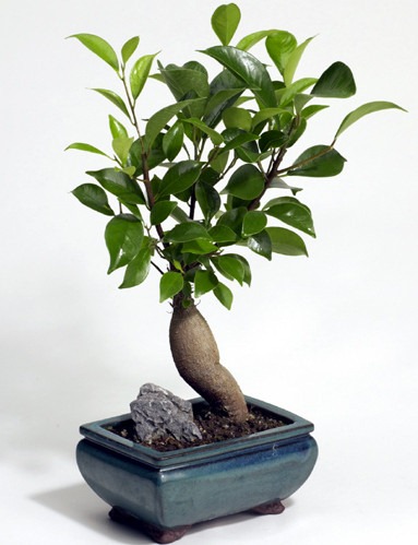 [ficus_bonsai%255B4%255D.jpg]