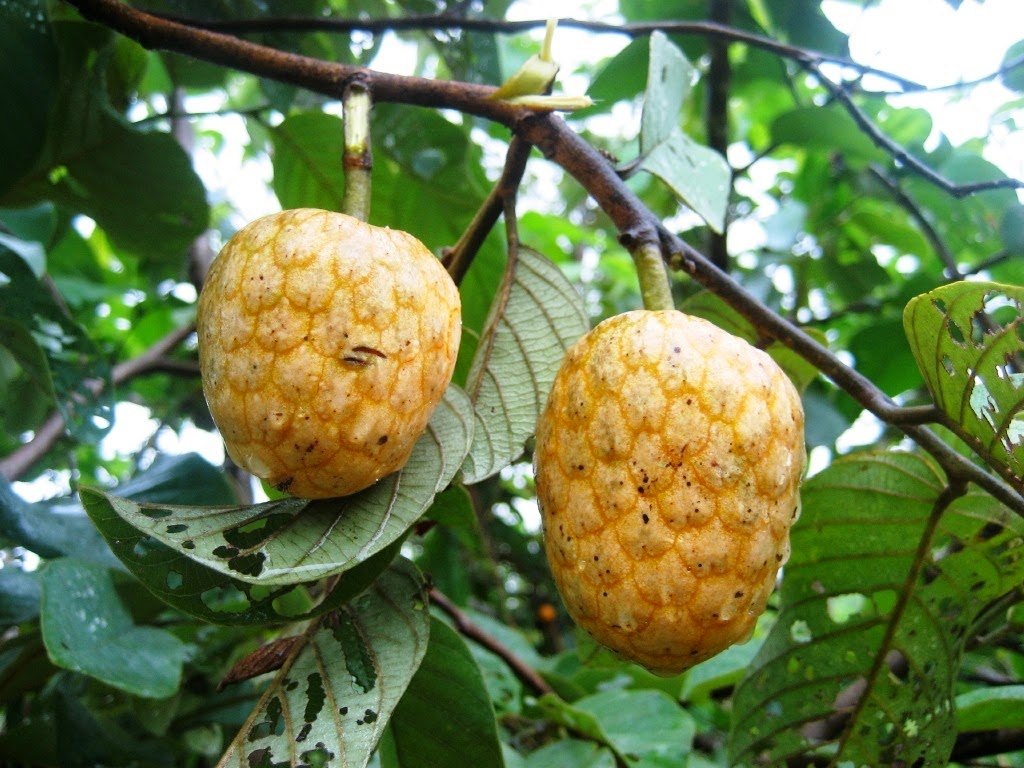 [Annona_senegalensis%255B3%255D.jpg]