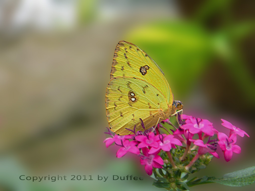 [Orange%2520Barred%2520Sulphur%2520Butterfly%255B5%255D.jpg]