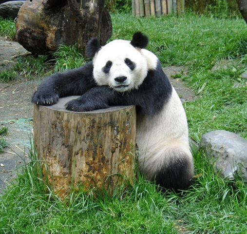 [animals-worried-face-24%255B2%255D.jpg]