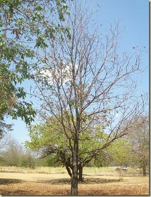 Pecan Sm tree back 2011