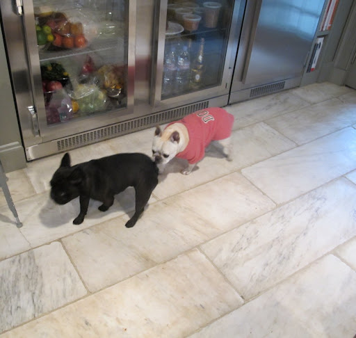 Hey Francesca, G.K. is getting into the van to go to the dog show.  Let's go outside and say goodbye to him.  Wait a minute!  You're not Francesca!  Who are you?