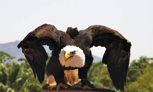 Aguila+americana