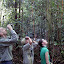 Orangutan viewing