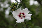 They are most commonly seen in shades of lavender, but also come in white and pink.