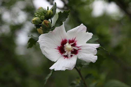 They are most commonly seen in shades of lavender, but also come in white and pink.