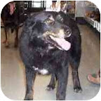Ironically Vernon’s tragic circumstances may ultimately be what will save his life. Without the media attention he received he would likely be like sweet Grange (above) -- simply hoping to stand out among the many other needy faces at the shelter and to be chosen by just one kind soul. Grange is in Washburn, Missouri. She is an intelligent pooch and loves everybody! Ironically Vernon’s tragic circumstances may ultimately be what will save his life. Without the media attention he received he would likely be like sweet Grange (above) -- simply hoping to stand out among the many other needy faces at the shelter and to be chosen by just one kind soul. Grange is in Washburn, Missouri. She is an intelligent pooch and loves everybody!