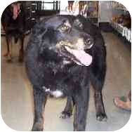 Ironically Vernon’s tragic circumstances may ultimately be what will save his life. Without the media attention he received he would likely be like sweet Grange (above) -- simply hoping to stand out among the many other needy faces at the shelter and to be chosen by just one kind soul. Grange is in Washburn, Missouri. She is an intelligent pooch and loves everybody! Ironically Vernon’s tragic circumstances may ultimately be what will save his life. Without the media attention he received he would likely be like sweet Grange (above) -- simply hoping to stand out among the many other needy faces at the shelter and to be chosen by just one kind soul. Grange is in Washburn, Missouri. She is an intelligent pooch and loves everybody!