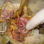 dissect28.jpg