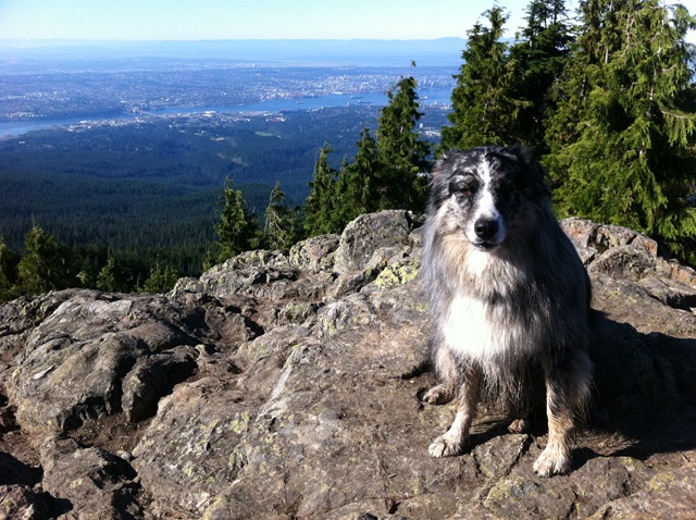 [Mojo%2520on%2520Dog%2520Mountain%255B6%255D.jpg]