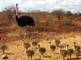 This was one of my favorite sites from this trip to Kruger: an adult ostrich with a bunch of baby chicks. It was my first time to ever see an ostrich chick. Transition to Madagascar - 031.jpg