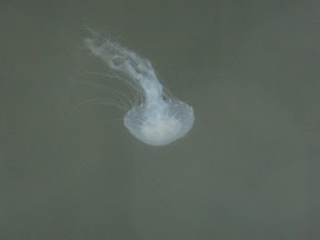 One of the jellyfish that kept us from swimming