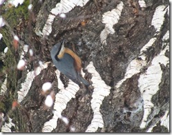 tree creeper