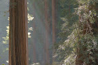 Shadow and trees