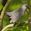catbird with rusty underparts showing.jpg