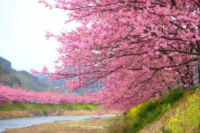 Fascinations: Cherry blossom in Japan