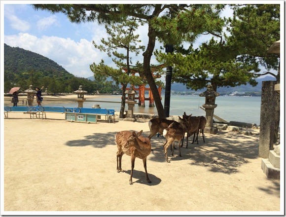 2014年環瀨戶內海自駕遊_Day5_78