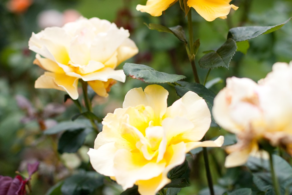 [20130608-IMG_87914.jpg]