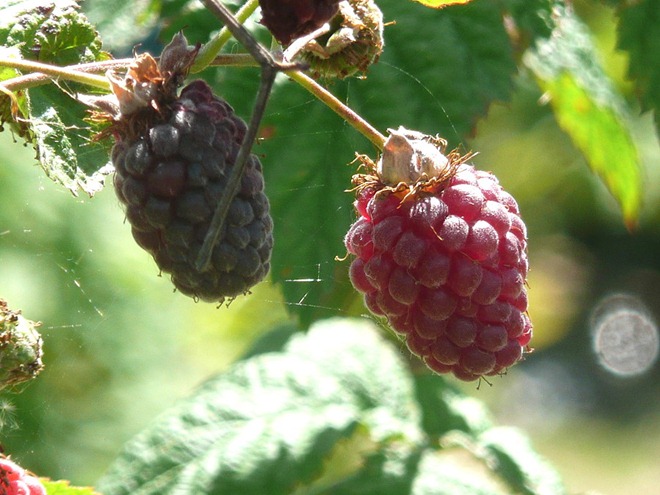 Raspberries