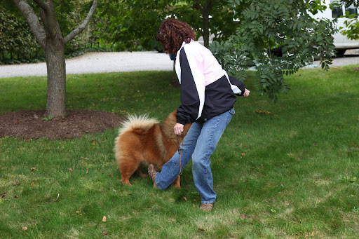 Jan, I know you keep putting your foot up to stop me from sitting, but I've been trained to sit!  Show dogs are trained to stand, not sit, starting as a puppy.  Since I am only just starting my career, I need to be retrained!