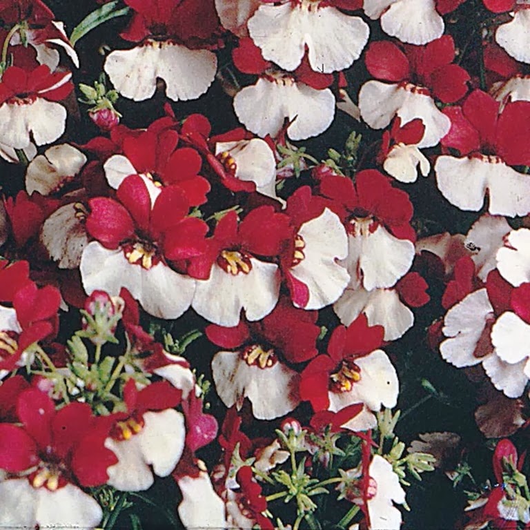 [Nemesia-Red--White2.jpg]