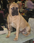 Bullmastiff