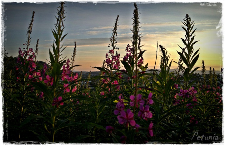 Himmelsk 002