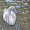 Mute Swan