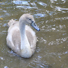 Mute Swan